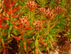 2013-08-18_Regina-F-Rau_Schachen_Blumen  (231).JPG